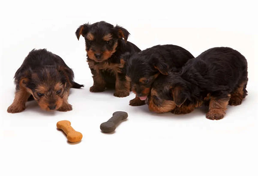 犬の呼び戻しが成功する「タッチ」トレーニング完全マニュアル