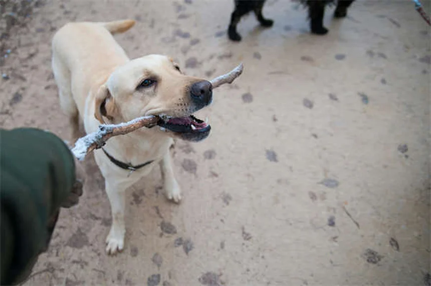 犬に薬を飲ませる食べ物で絶対NGなものと安全な方法5選