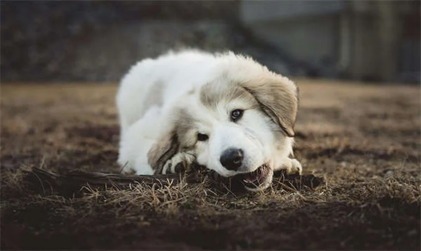 犬のハーネスの正しい選び方と付け方｜サイズ測りから愛犬タイプ別おすすめまで