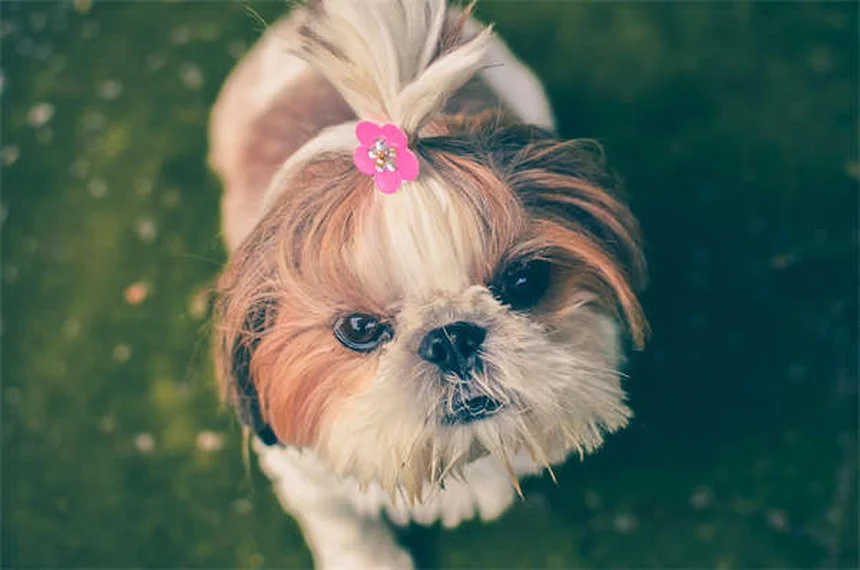 犬に果物を与える時は要注意！種が引き起こす4つの危険と正しい与え方