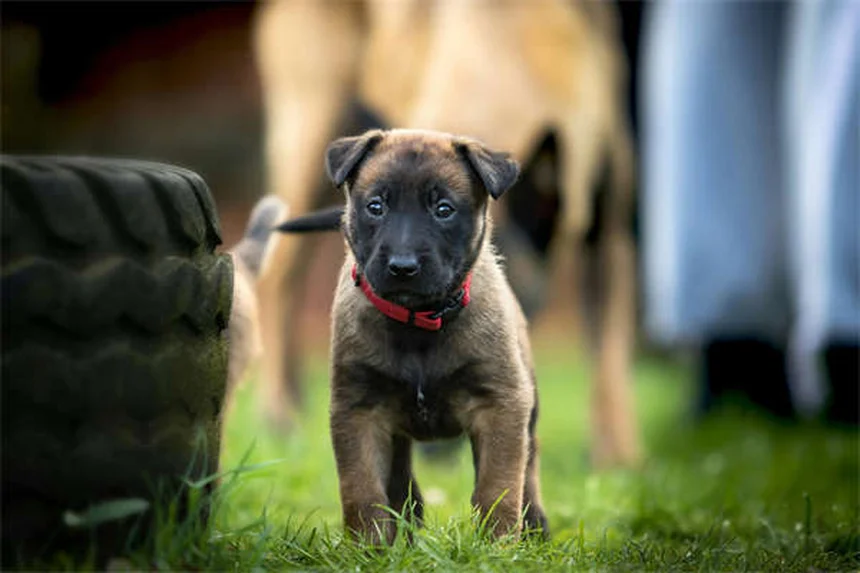 ドッグパルクールとは？愛犬との絆を深める安全で楽しいスポーツの始め方