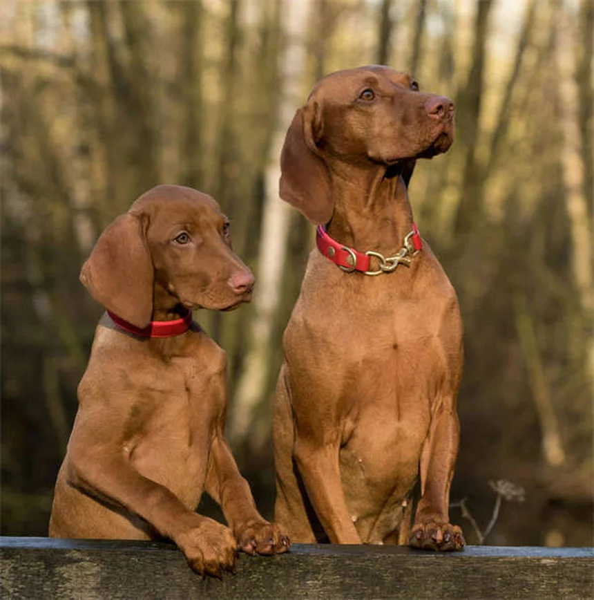 犬に薬を飲ませるコツ：フードに混ぜるのは危険？安全な方法5選