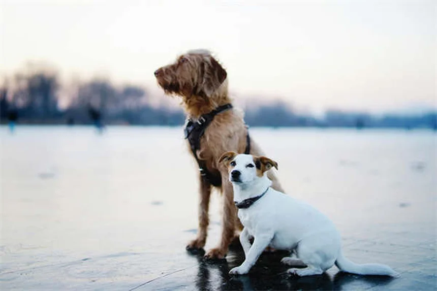 Advantage®（アドバンテージ）とは？犬と猫のノミ駆除薬を徹底解説