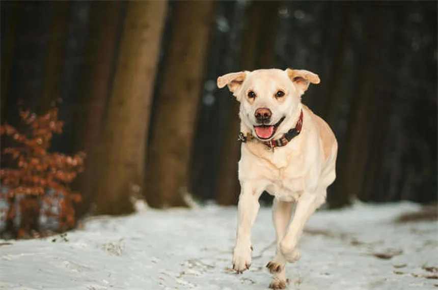 Advantage®（アドバンテージ）とは？犬と猫のノミ駆除薬を徹底解説