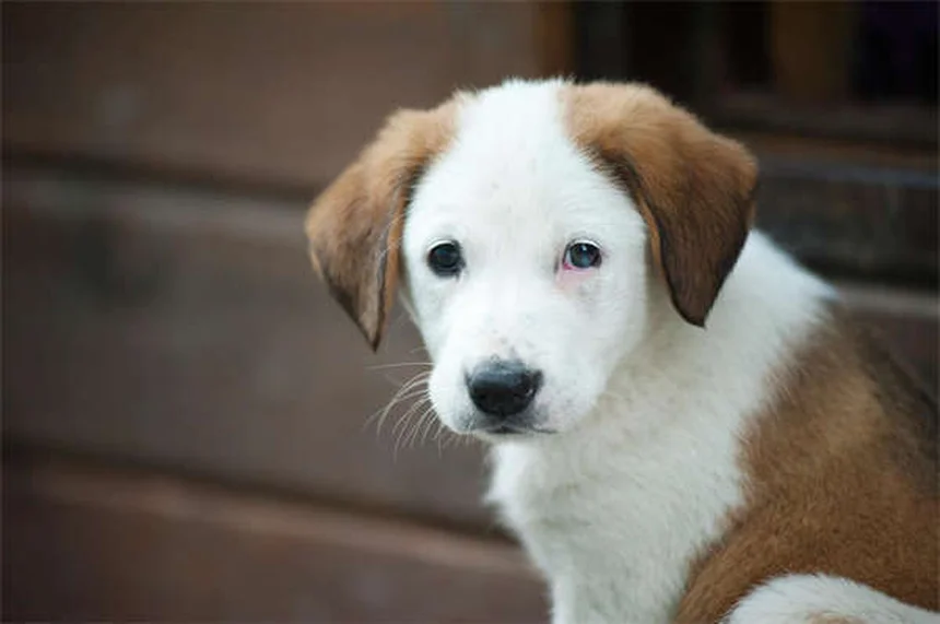 犬が臭い6つの理由と今日からできる対策｜愛犬のニオイ解決ガイド