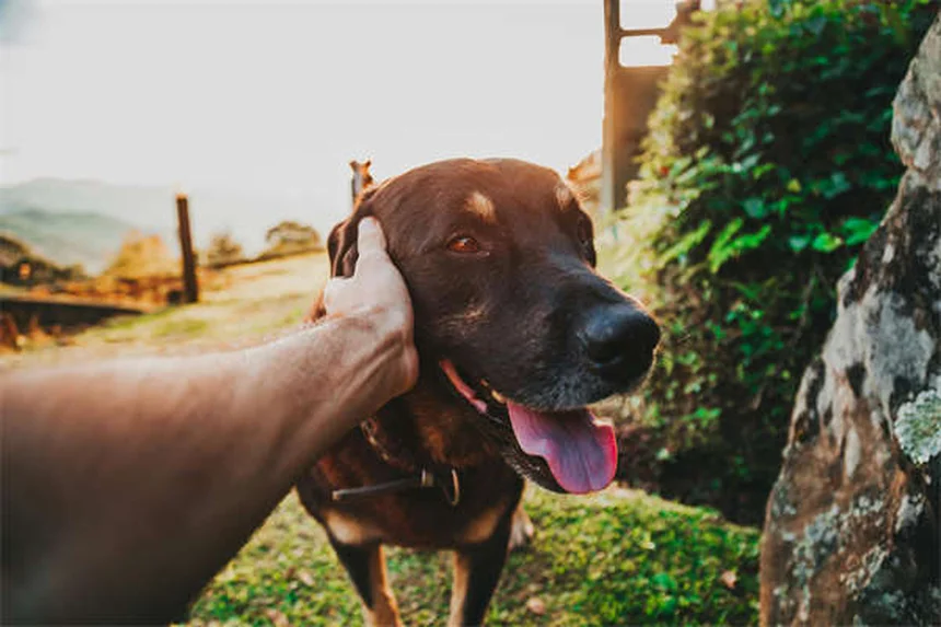 犬が他の犬と遊ばない理由と対処法5選！愛犬の気持ちを尊重した社会化のコツ