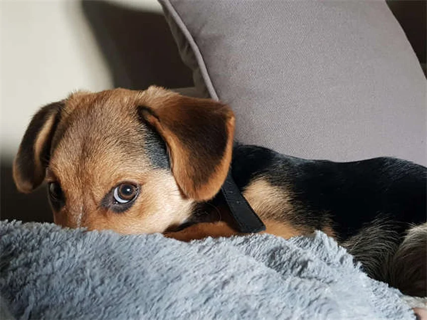 犬のプロバイオティクスとは？効果・選び方・副作用を徹底解説