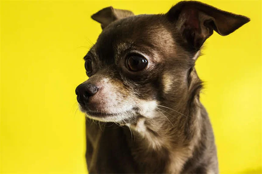 ローナードッグとは？愛犬が孤独を好む理由と幸せな暮らし方