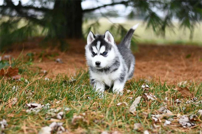 犬の音響恐怖症とは？原因と対処法を獣医師が解説