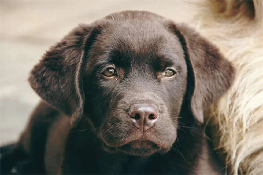 犬のハエ対策！安全な虫除けと刺された時の対処法