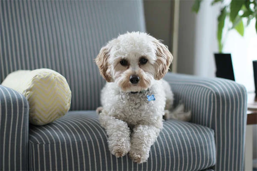 アミトリプチリンとは？犬・猫の不安・痛みに使う薬の効果と副作用