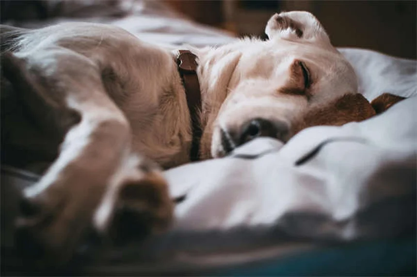 犬猫のアモキシシリン：安全な使い方と知っておくべき副作用5つ