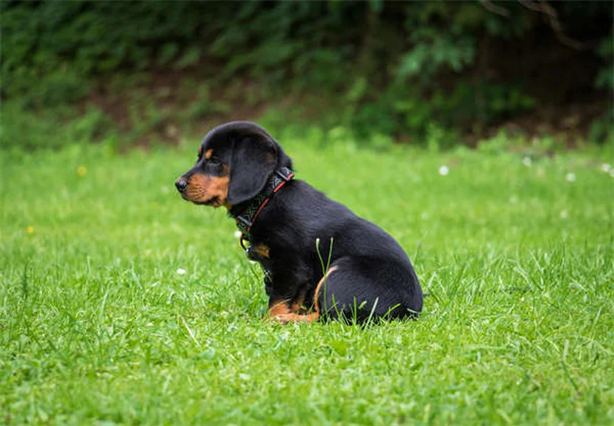 犬の旅行用ベッドの選び方｜愛犬にぴったりの快適寝床を見つける7つのポイント