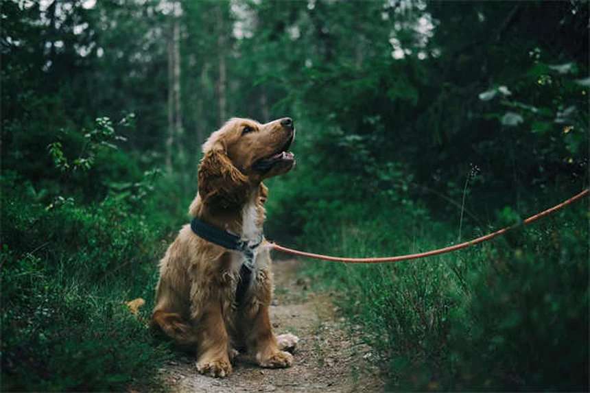 AAFCOとは？ペットフードの「栄養基準」を理解して愛犬・愛猫に最適な食事を選ぼう