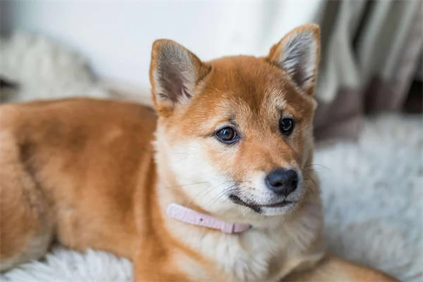わがまま犬が2週間で変わる！「Please」訓練法のコツ