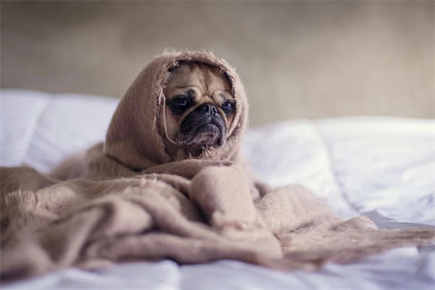 【獣医師監修】犬が草の上で転がる5つの理由と危険なサイン