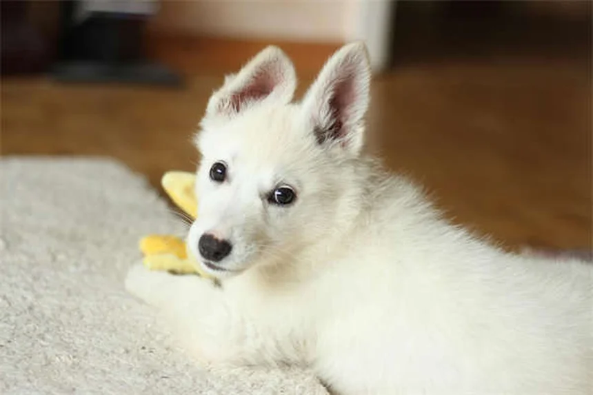 【獣医師監修】犬が草の上で転がる5つの理由と危険なサイン