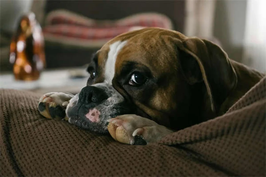 犬が寝てるときに吠える理由—夢の仕組みと正しい対処法を経験者が解説