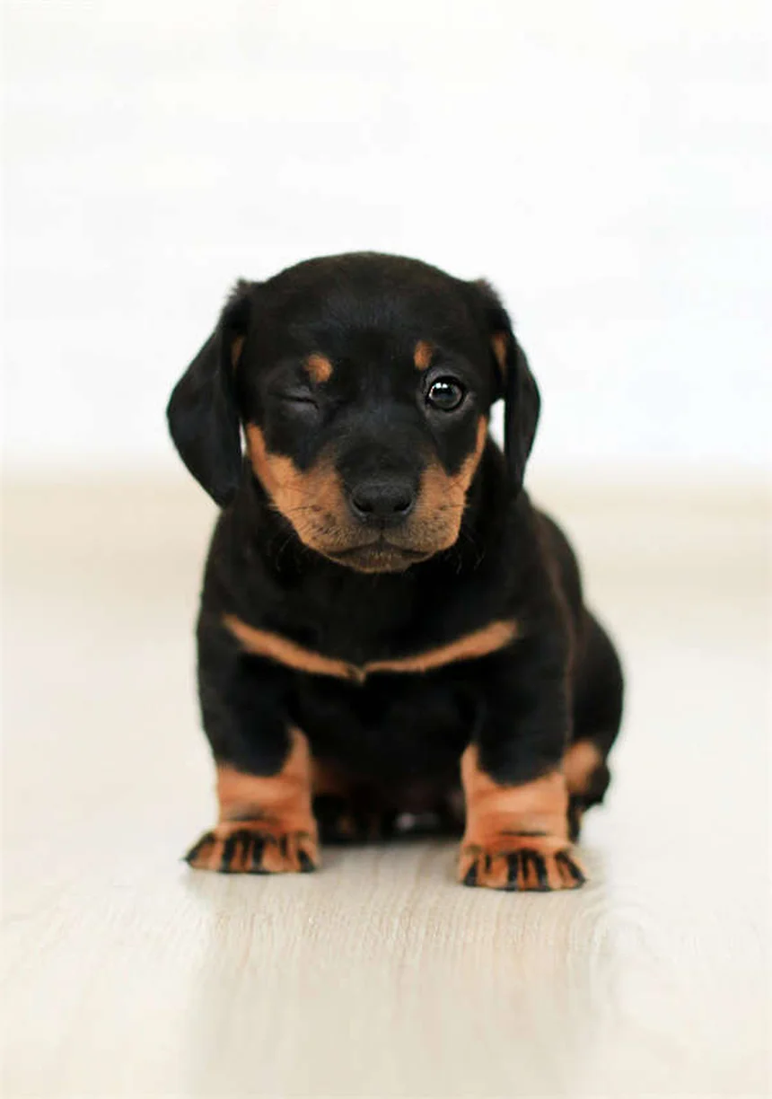 犬が寝てるときに吠える理由—夢の仕組みと正しい対処法を経験者が解説