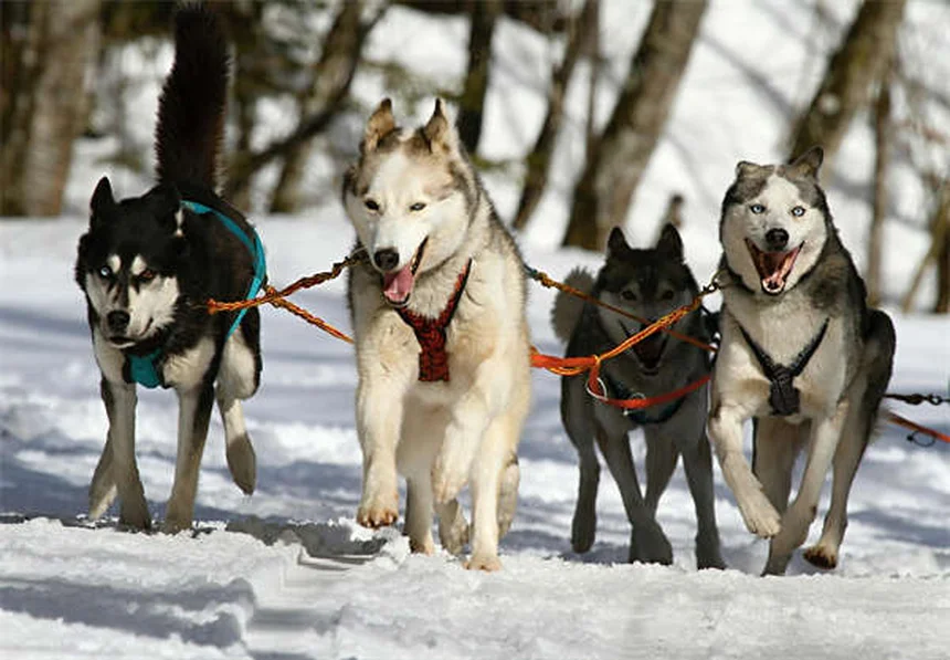 子犬を迎える準備からしつけまで｜初めての飼い主さん必見の完全ガイド