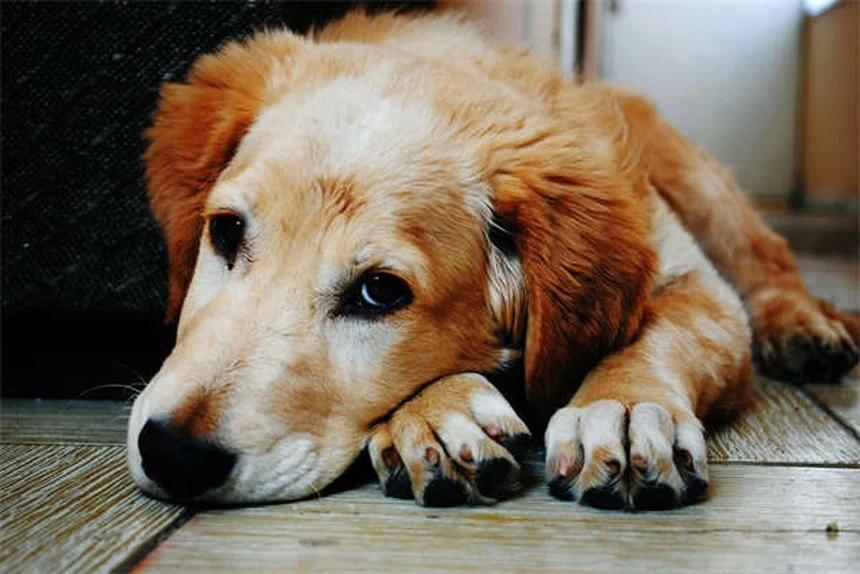 子犬を迎える準備からしつけまで｜初めての飼い主さん必見の完全ガイド