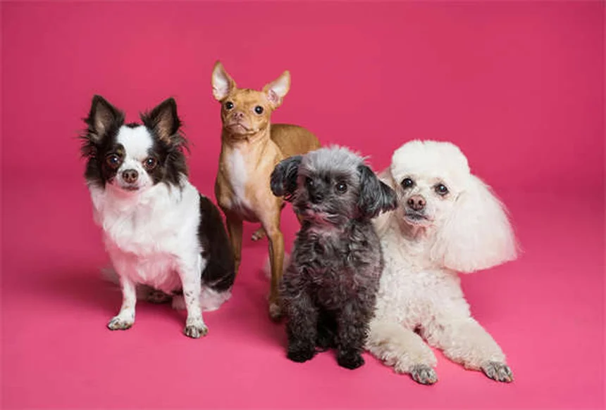 子犬を迎える準備からしつけまで｜初めての飼い主さん必見の完全ガイド