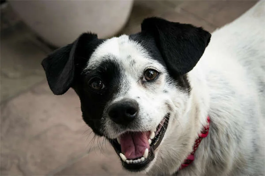 ペプシドの正しい使い方と注意点！犬猫の胃薬でよくある誤解を解説