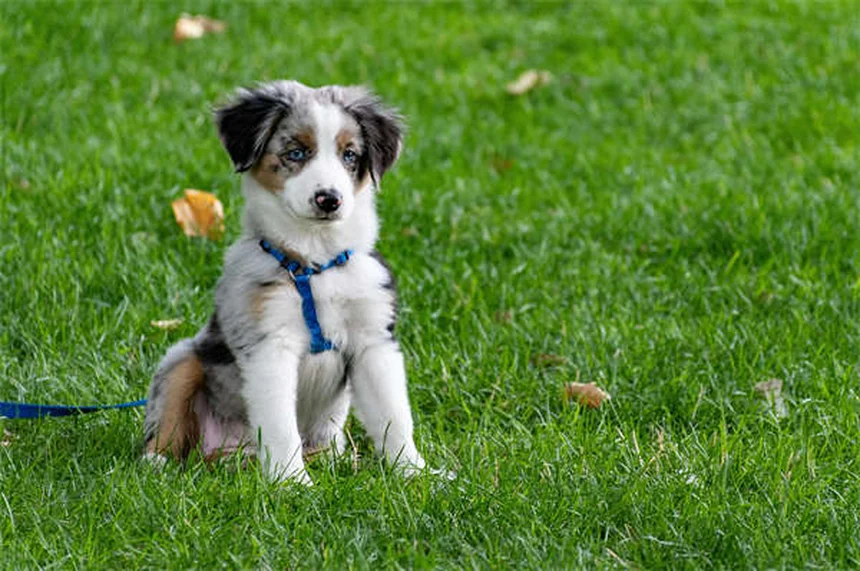 ペプシドの正しい使い方と注意点！犬猫の胃薬でよくある誤解を解説