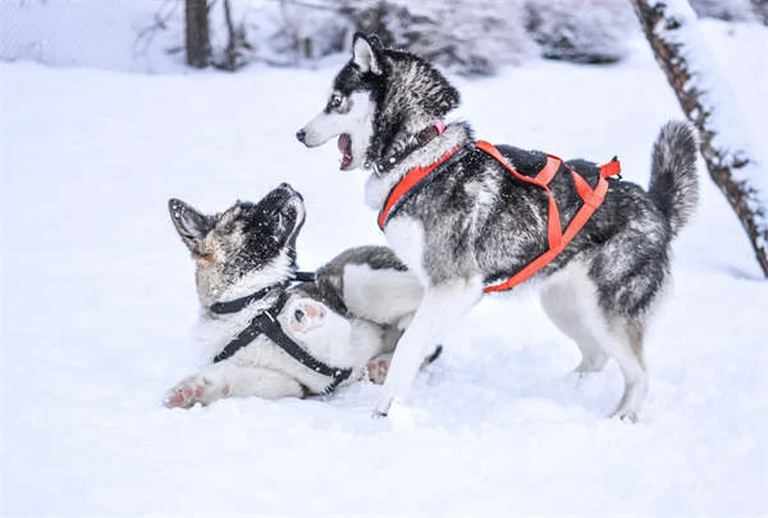 ペプシドの正しい使い方と注意点！犬猫の胃薬でよくある誤解を解説