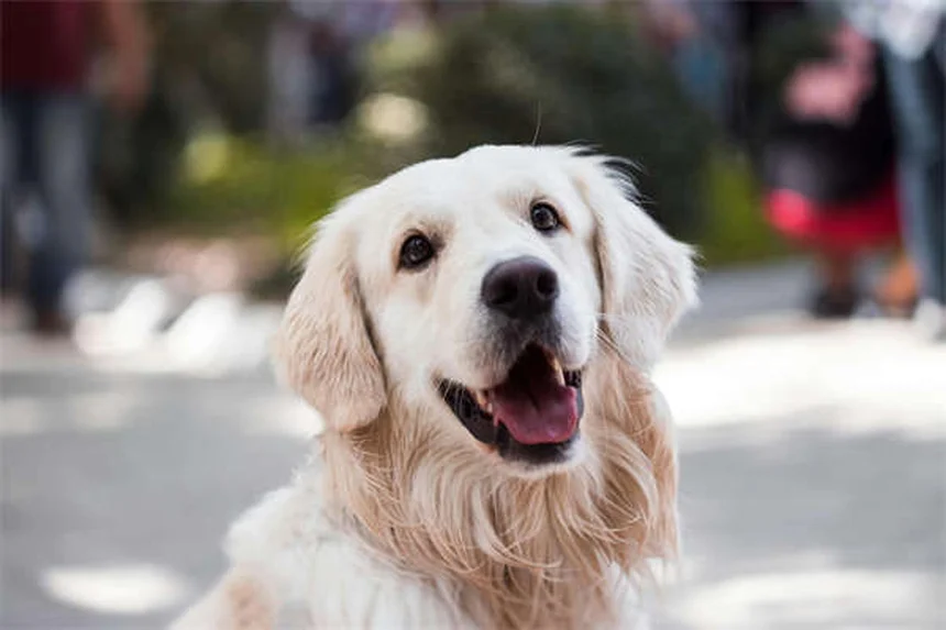 獣医師が教える犬の食欲不振の原因と食欲刺激剤5選