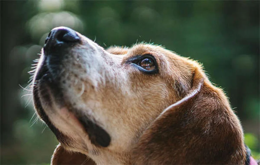 初めて会う犬の正しい撫で方、間違えると危険？
