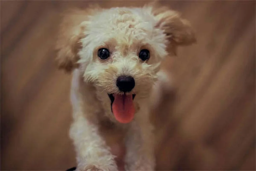 初めて会う犬の正しい撫で方、間違えると危険？