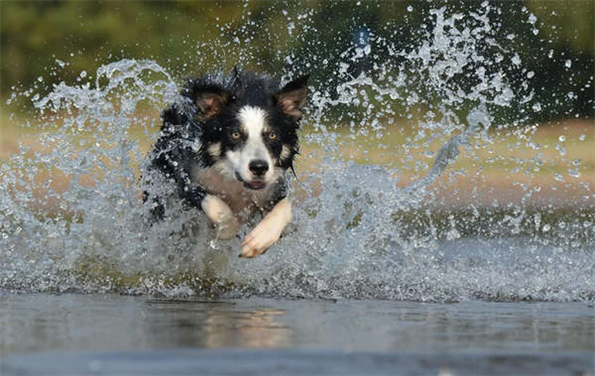 【獣医師監修】犬の慢性腎臓病の症状とは？知っておくべき75%の壁