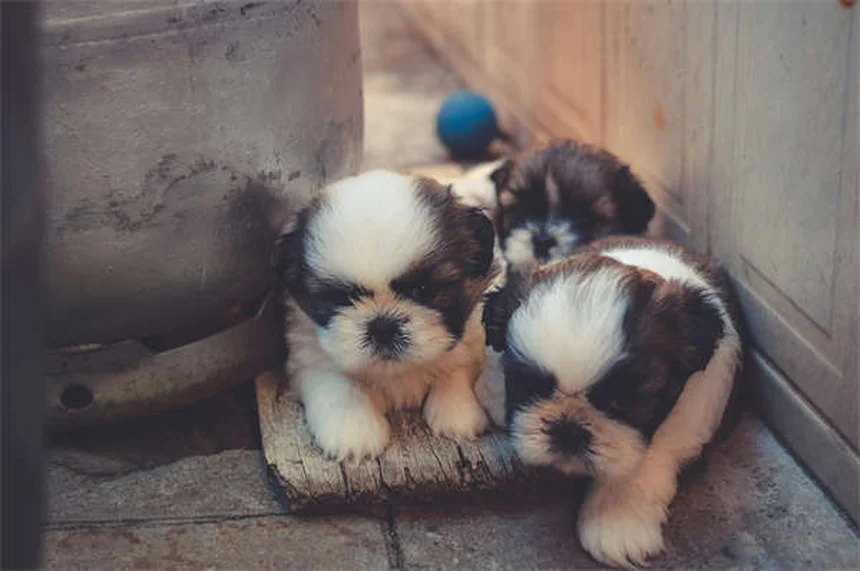 犬の舌のヒミツ9選｜色や温度で分かる健康状態と驚きの役割