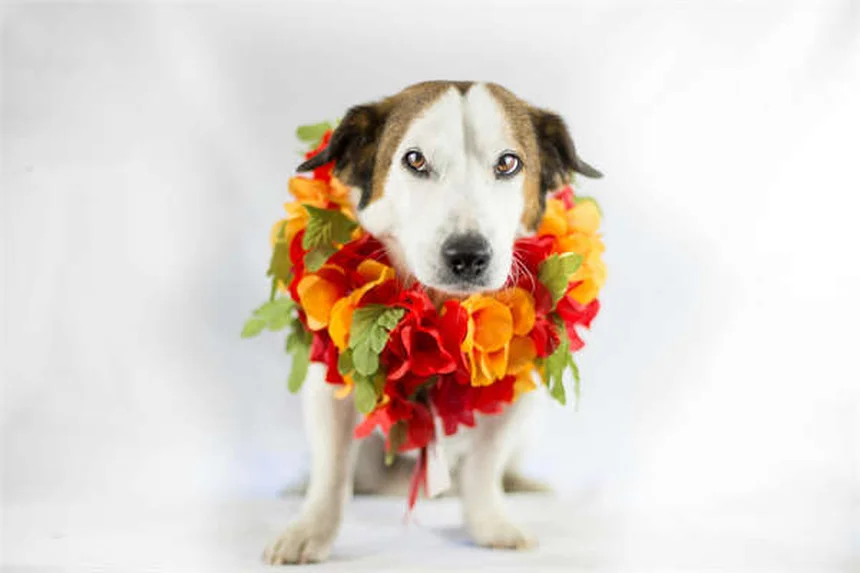 犬と一緒にできるヨガ「ドガ」の始め方と効果｜愛犬との絆を深める5つのコツ