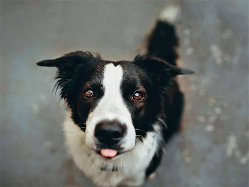 犬の泳ぎ方完全ガイド：愛犬に水泳を安全に教える7つのステップ