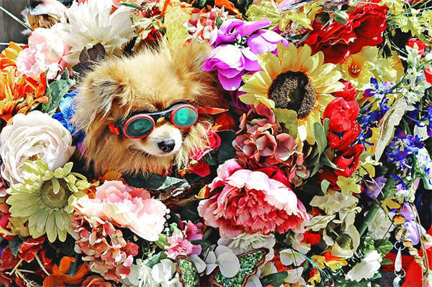 犬の泳ぎ方完全ガイド：愛犬に水泳を安全に教える7つのステップ