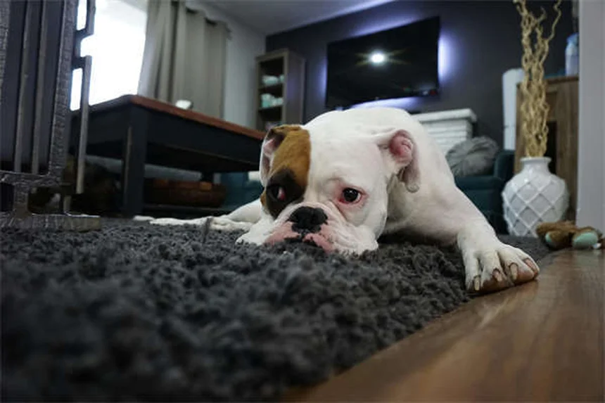 馬の栗状突起（クリ）とは？役割と正しいお手入れ方法を解説