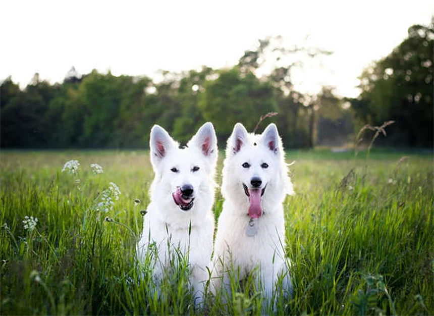 猫好きにおすすめの犬種8選！クールで独立心が強い猫のような犬とは？