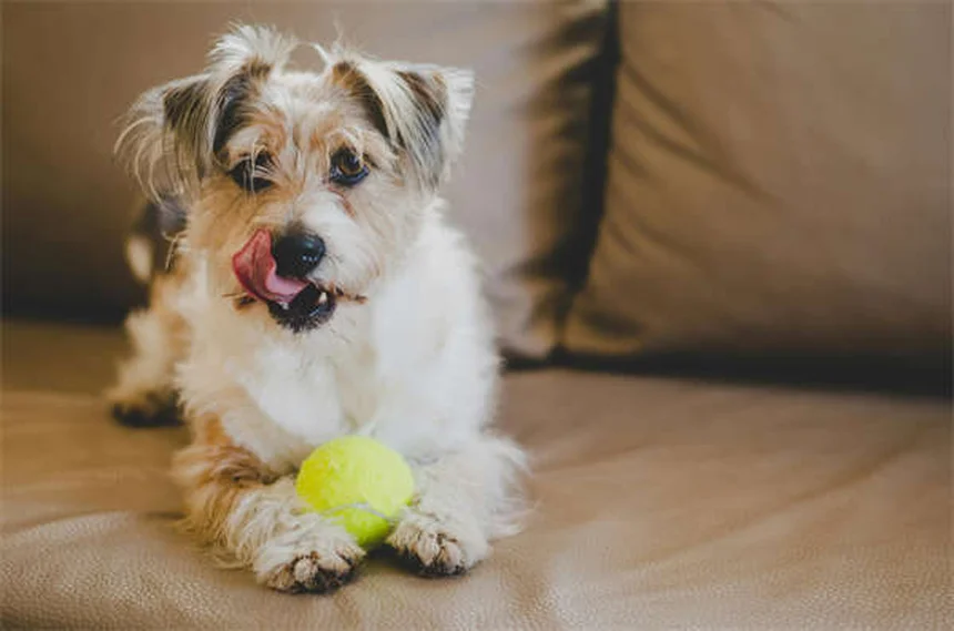 猫好きにおすすめの犬種8選！クールで独立心が強い猫のような犬とは？